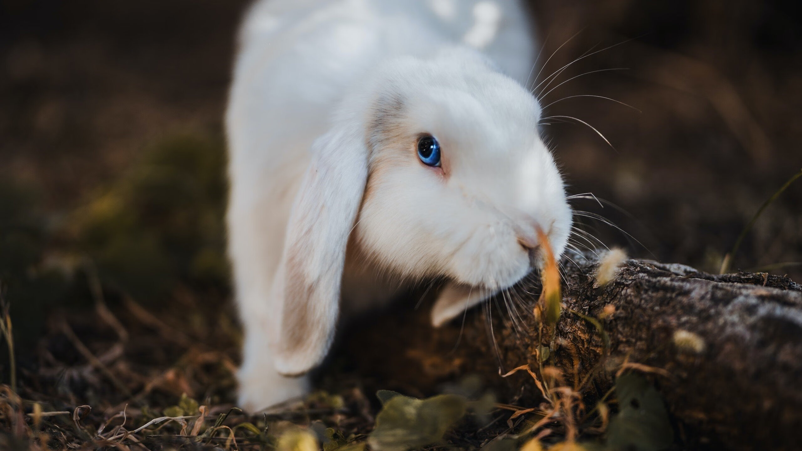 绿茵场上的双面叙事,国家德比的艺术与生存血战